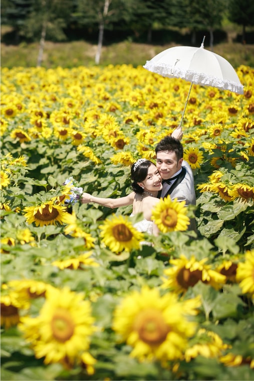 Sunflower - Photo by Y.kamada