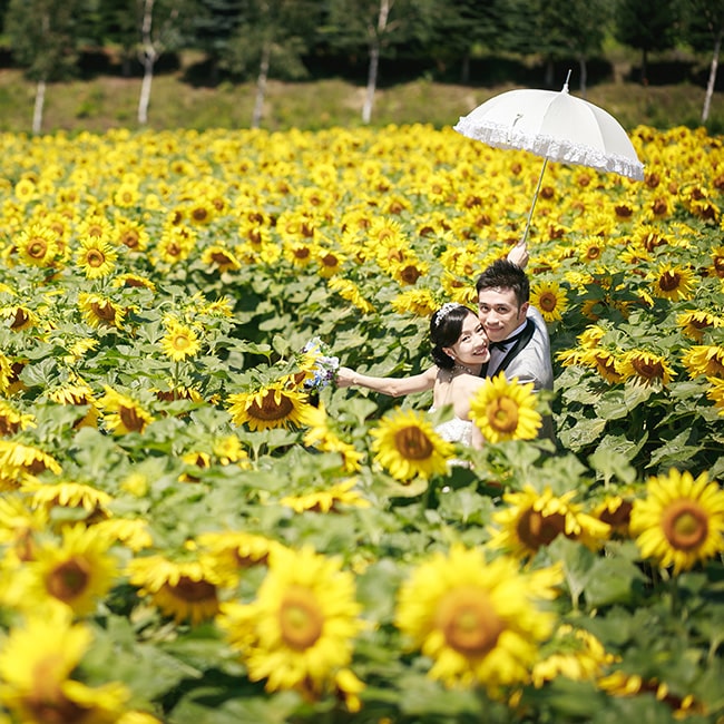 Sunflower - Photo by Y.kamada
