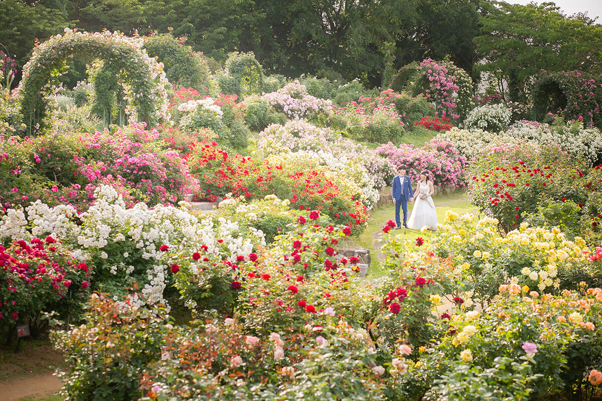 Rose garden/外景地[千葉/日本]