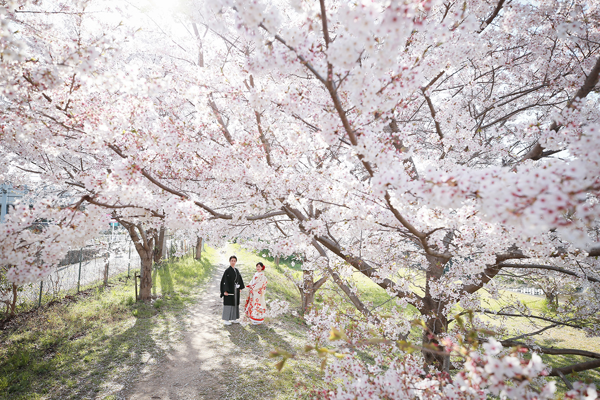 櫻花林/外景地[神戶/日本]