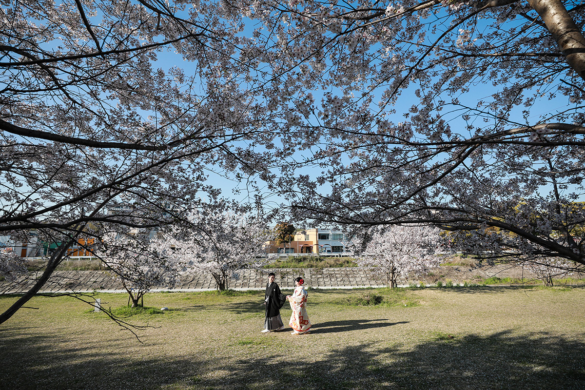 櫻花林/外景地[神戶/日本]