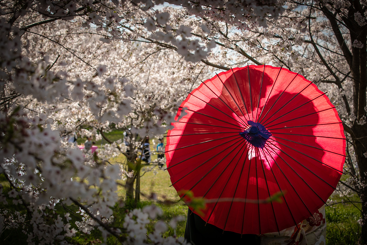 櫻花林