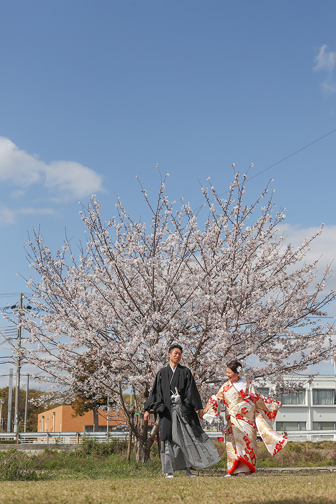 櫻花林/外景地[神戶/日本]