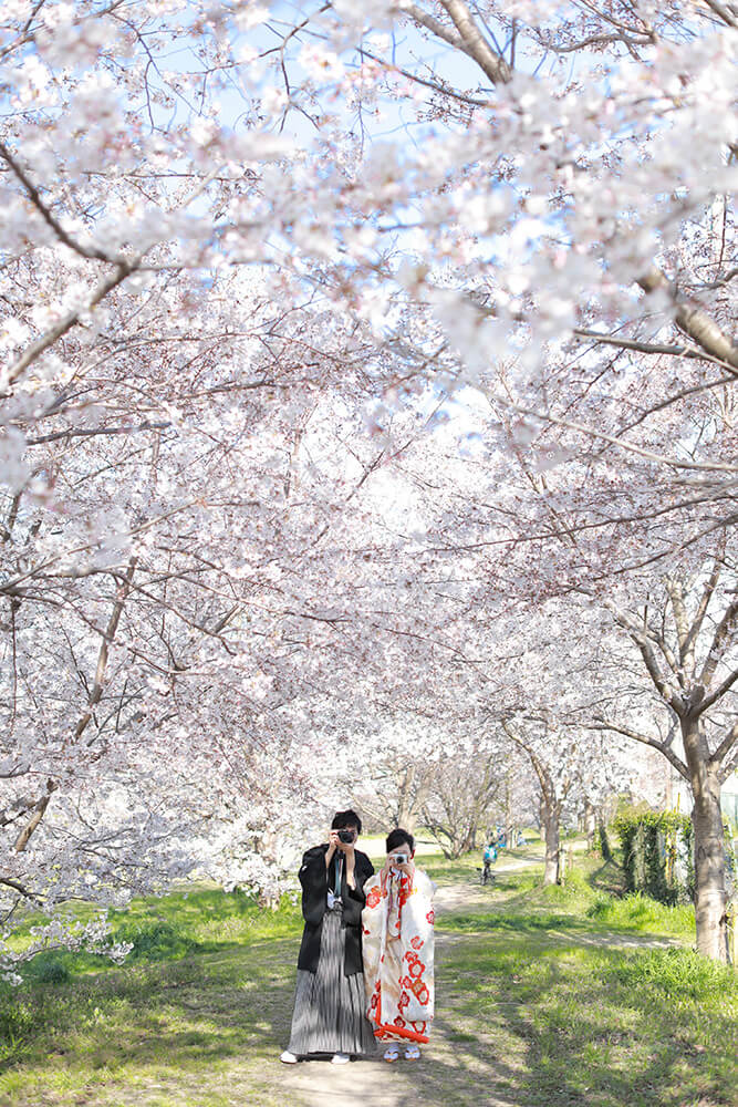 櫻花林/外景地[神戶/日本]