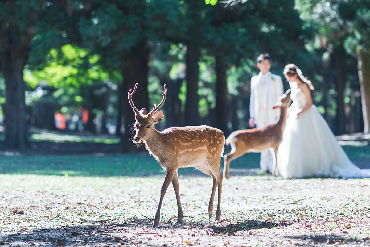 奈良公園/外景地[奈良/日本]