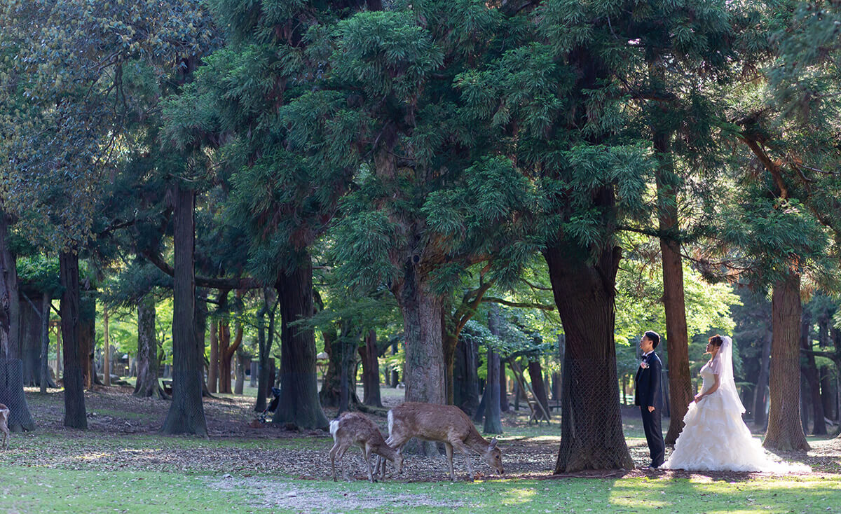 奈良公園/外景地[奈良/日本]