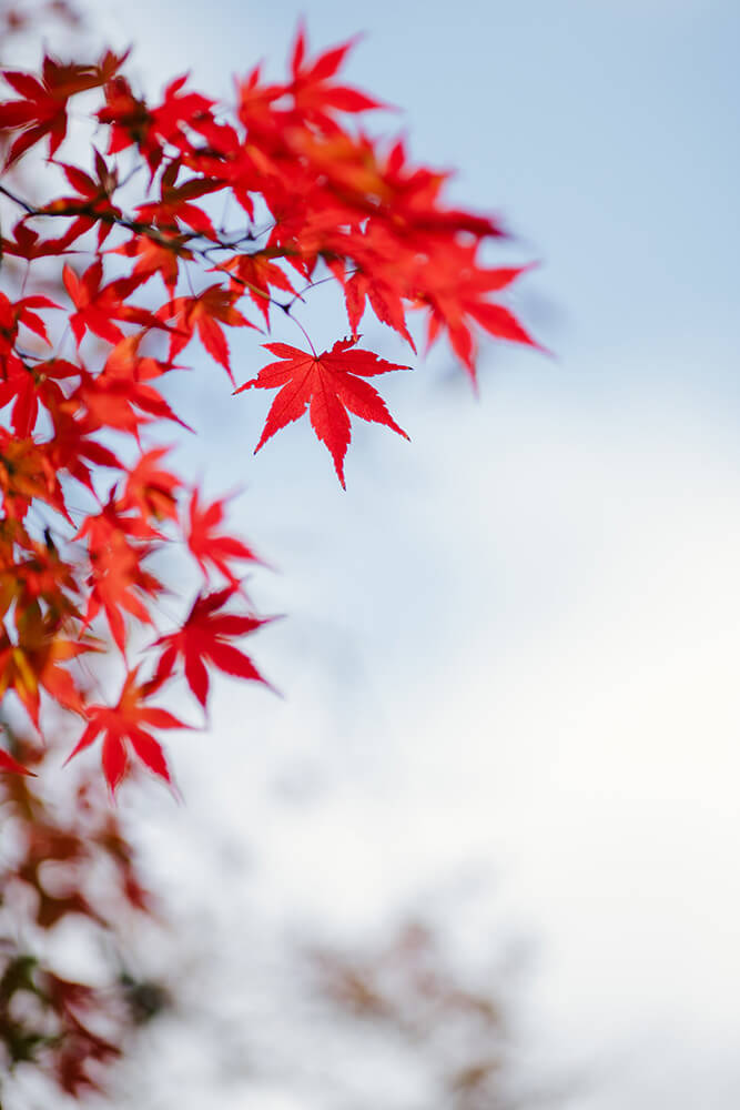 清澄庭園/外景地[東京/日本]